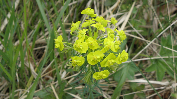 mliečnik chvojkový Tithymalus cyparissias (L.) Scop.