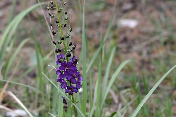 divozel tmavočervený Verbascum phoeniceum L.