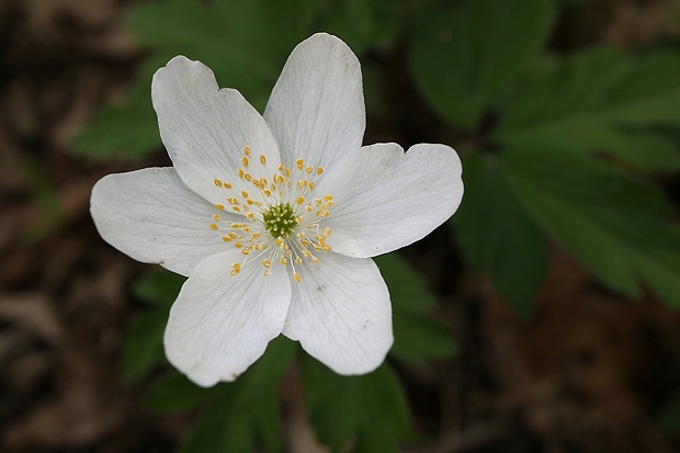 veternica hájna Anemone nemorosa L.