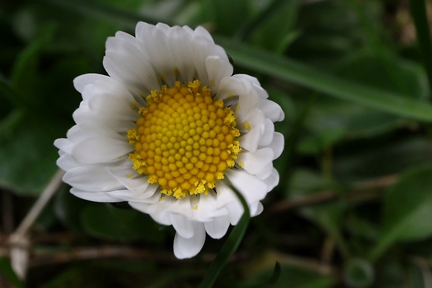 sedmokráska obyčajná Bellis perennis L.