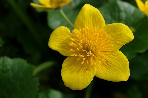 záružlie močiarne Caltha palustris L.