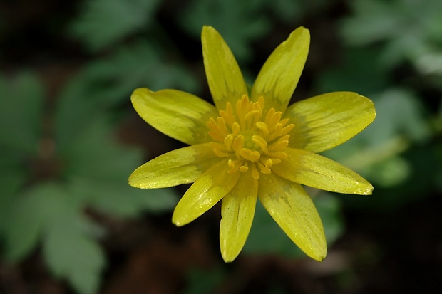 blyskáč cibuľkatý Ficaria bulbifera Holub