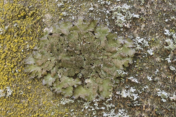 diskovka zlatistá Melanelia subaurifera (Nyl.) Essl.