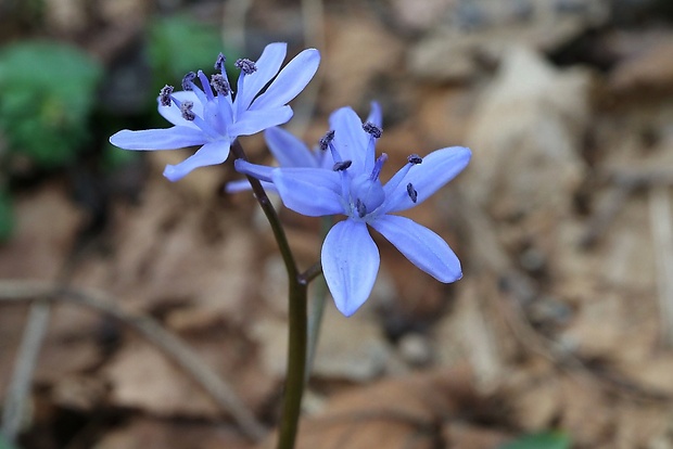 scila karpatská Scilla kladnii Schur