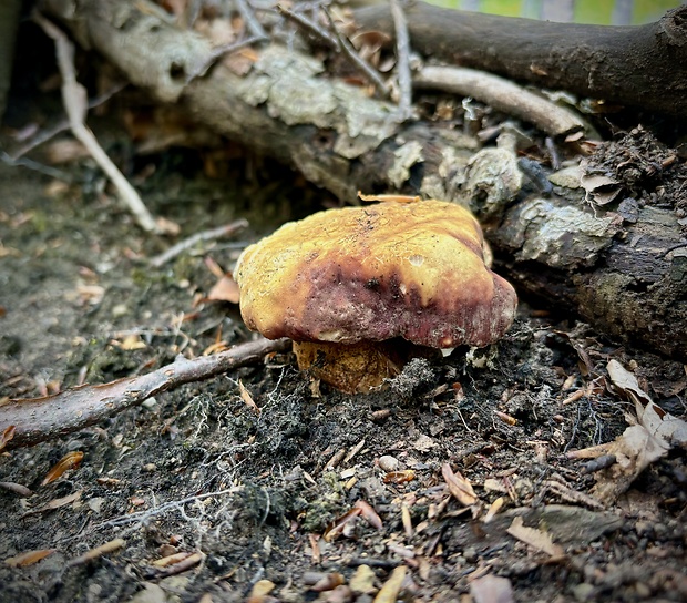 hríb sosnový Boletus pinophilus Pil. et Dermek in Pil.