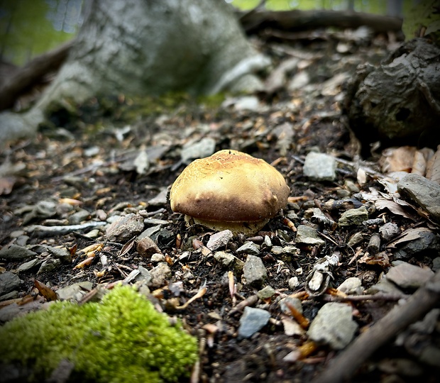 hríb sosnový Boletus pinophilus Pil. et Dermek in Pil.