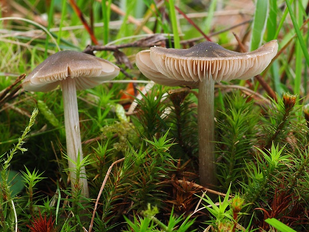 hodvábnica Entoloma sp.