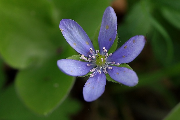 pečeňovník trojlaločný Hepatica nobilis Schreb.