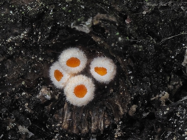 vlnuška Lachnellula sp.