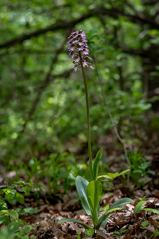 vstavač purpurový Orchis purpurea Huds.