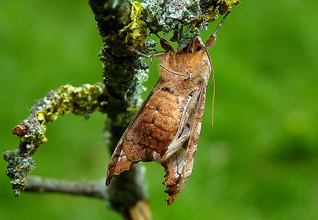 sivkavec mramorový Phlogophora meticulosa