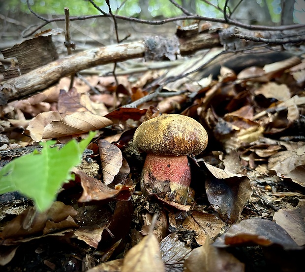 hríb zrnitohlúbikový Sutorius luridiformis (Rostk.) G. Wu & Zhu L. Yang