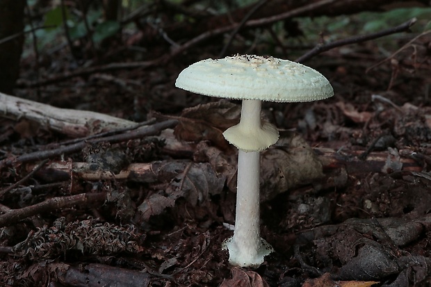 muchotrávka citrónovožltá Amanita citrina Pers.