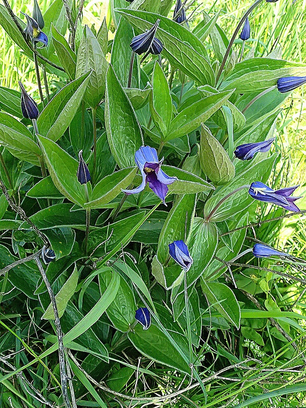 plamienok celistvolistý Clematis integrifolia L.