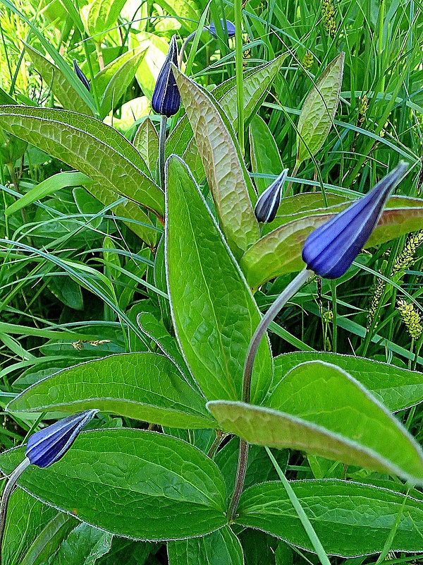 plamienok celistvolistý Clematis integrifolia L.