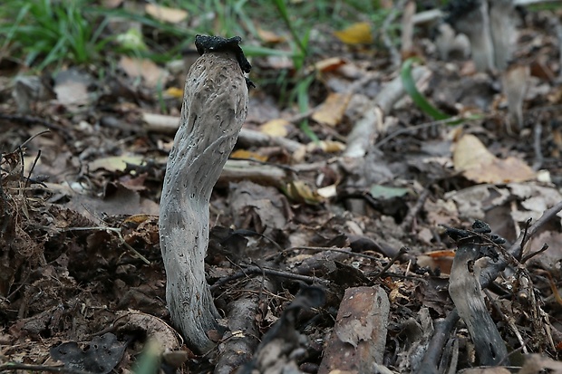 lievik trúbkovitý Craterellus cornucopioides (L.) Pers.