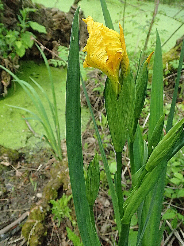 kosatec žltý Iris pseudacorus L.