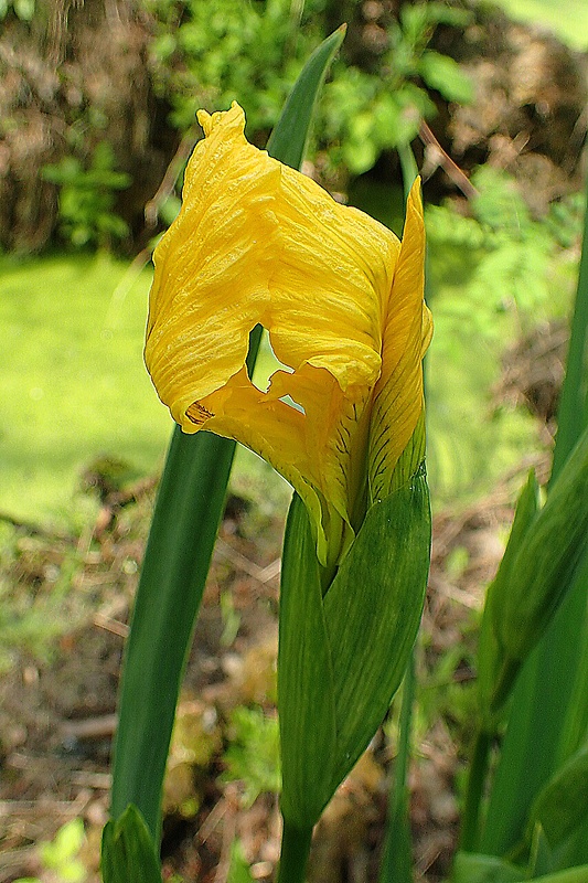 kosatec žltý Iris pseudacorus L.