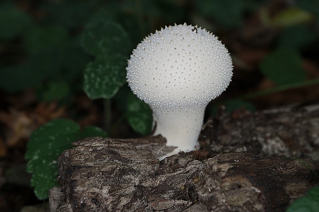 prášnica bradavičnatá Lycoperdon perlatum Pers.