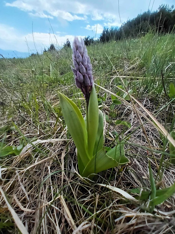 vstavač vojenský Orchis militaris L.