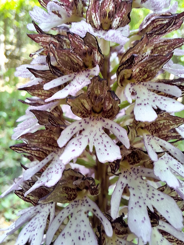 vstavač purpurový Orchis purpurea Huds.