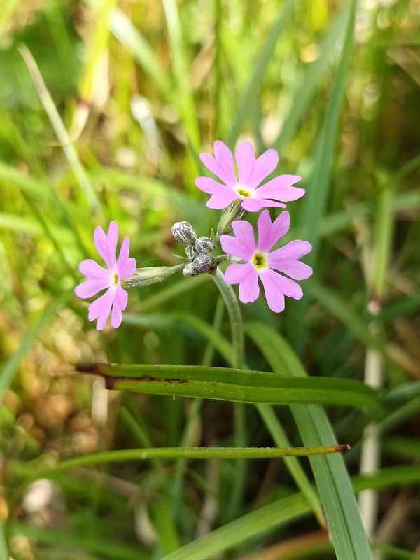 prvosienka pomúčená Primula farinosa L.