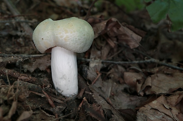 plávka zelenkastá Russula virescens (Schaeff.) Fr.