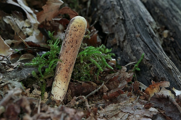 kyjak obrovský Clavariadelphus pistillaris (Fr.) Donk