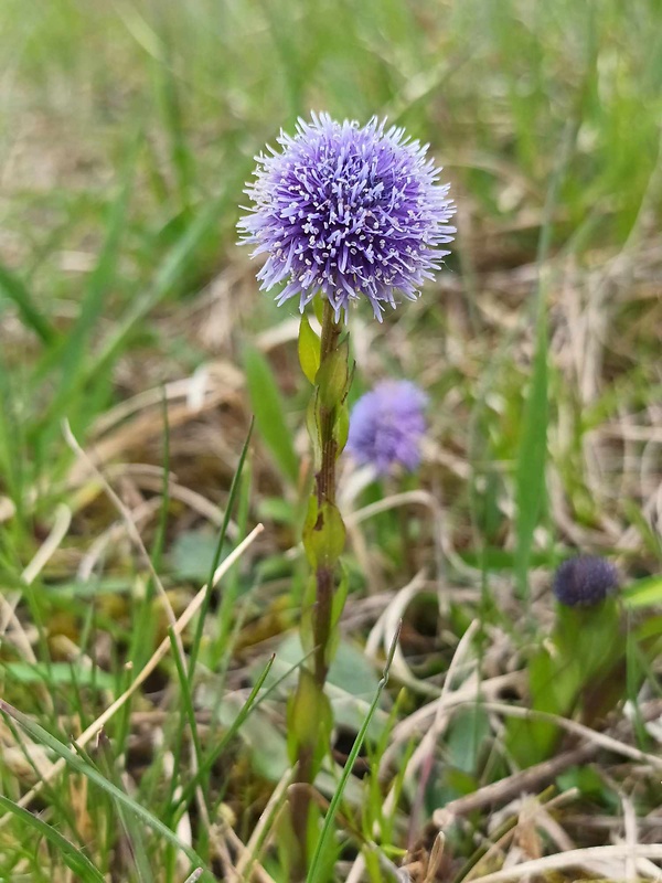 guľôčka bodkovaná Globularia punctata Lapeyr.