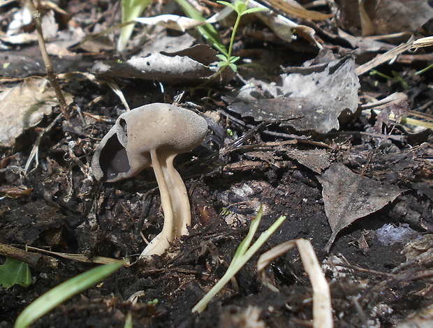 chriapač tmavý Helvella solitaria P. Karst.