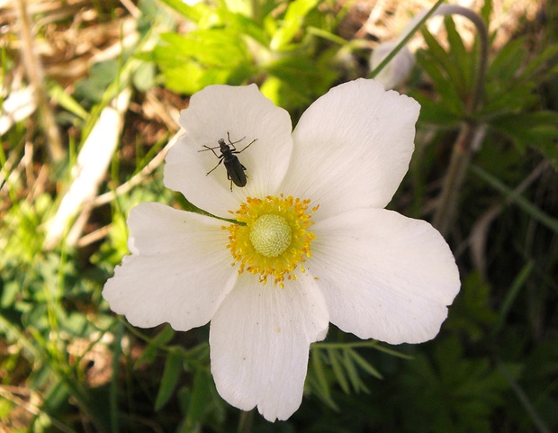 veternica lesná Anemone sylvestris L.