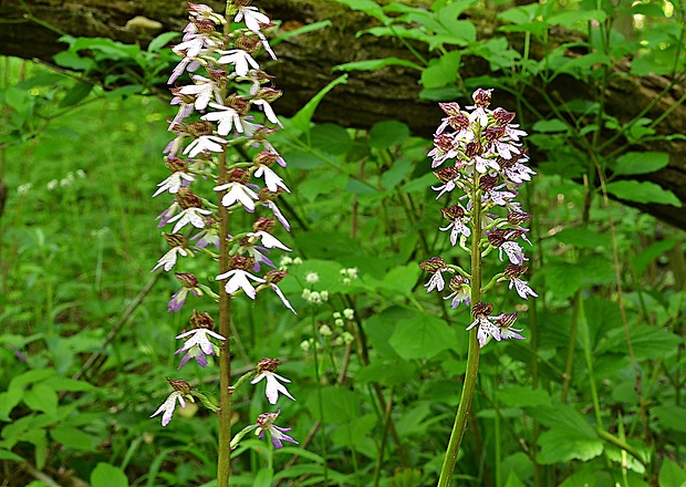 vstavač purpurový Orchis purpurea Huds.