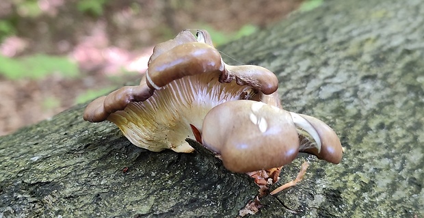 hliva buková Pleurotus pulmonarius (Fr.) Quél.