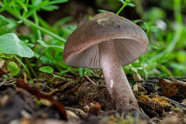 štítovka jelenia Pluteus cervinus (Schaeff.) P. Kumm.