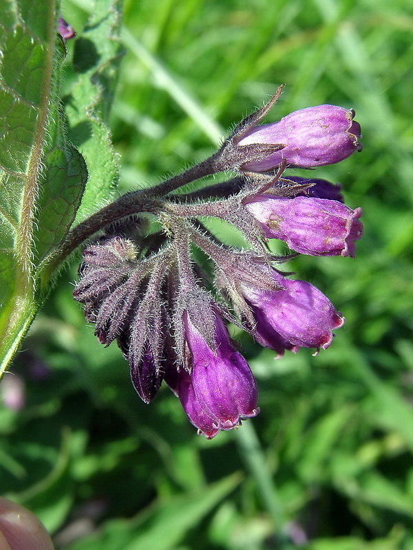 kostihoj lekársky Symphytum officinale L.