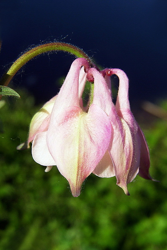 orlíček obyčajný Aquilegia vulgaris L.