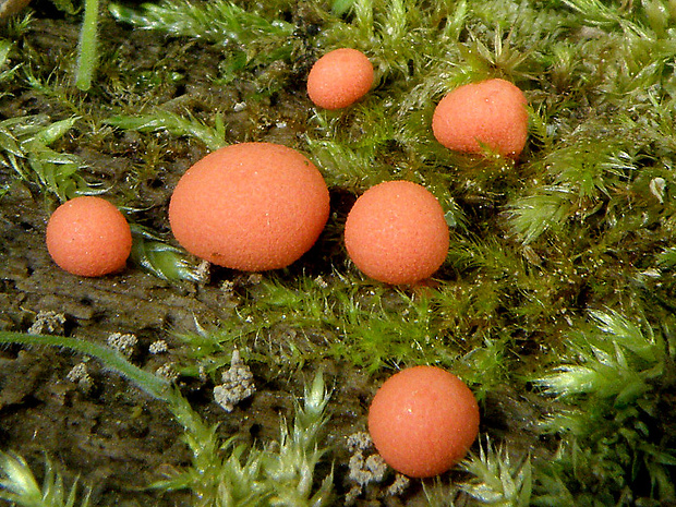 vlčinka červená Lycogala epidendrum (J.C. Buxb. ex L.) Fr.