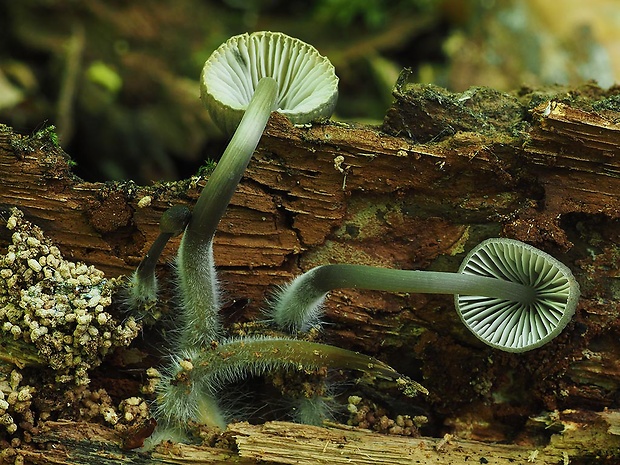 prilbička Abramsova Mycena abramsii (Murrill) Murrill