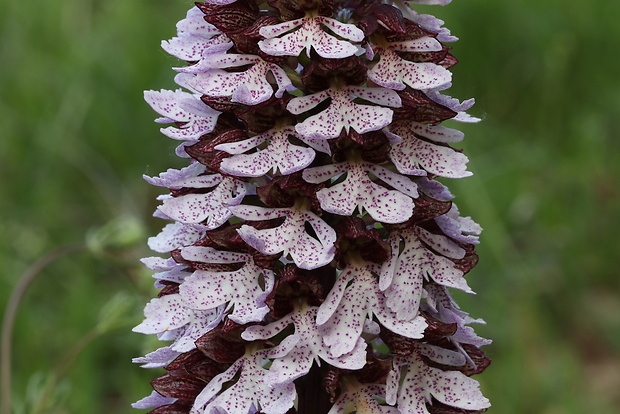 vstavač purpurový Orchis purpurea Huds.