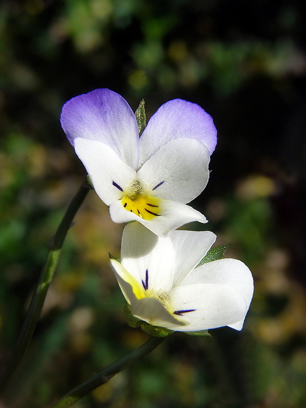 fialka roľná Viola arvensis Murray