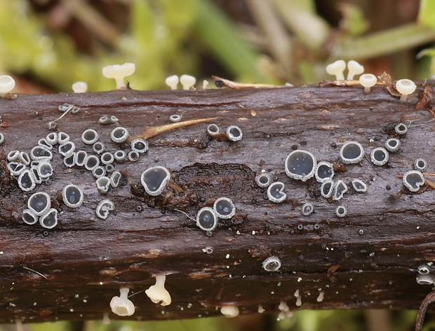 drobnočiaška ? pyrenopeziza sp.