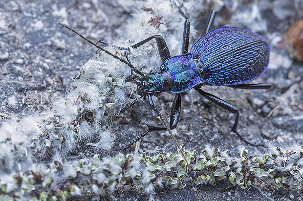 bystruška vráskavá  Carabus intricatus