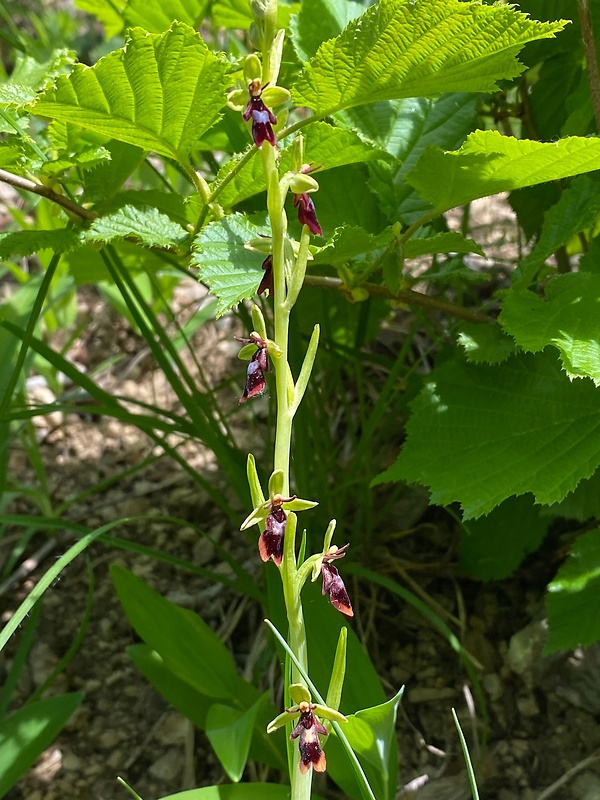 hmyzovník muchovitý Ophrys insectifera L.