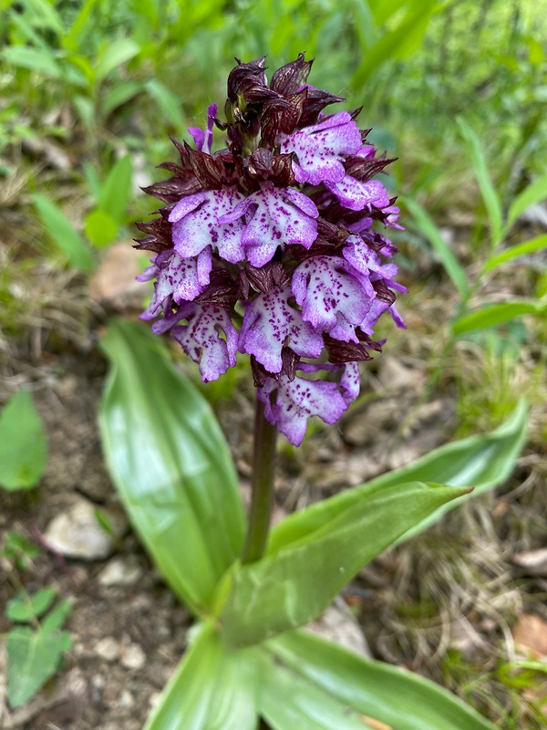 vstavač purpurový Orchis purpurea Huds.