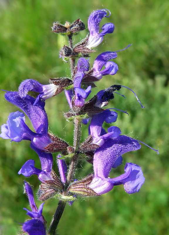 šalvia lúčna Salvia pratensis L.