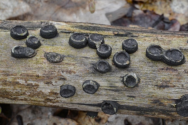 peniazovček Biscogniauxia marginata (Fr.) Pouzar