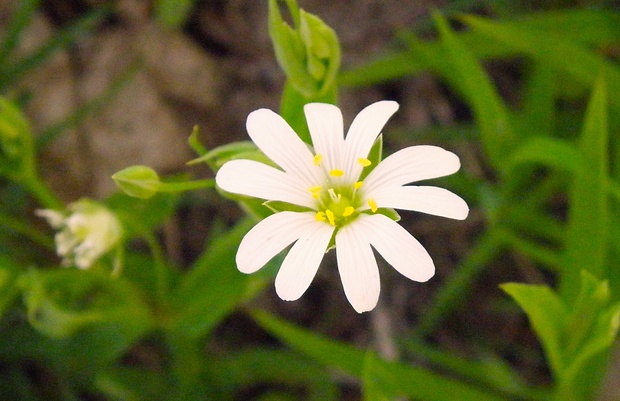 rožec roľný Cerastium arvense L.