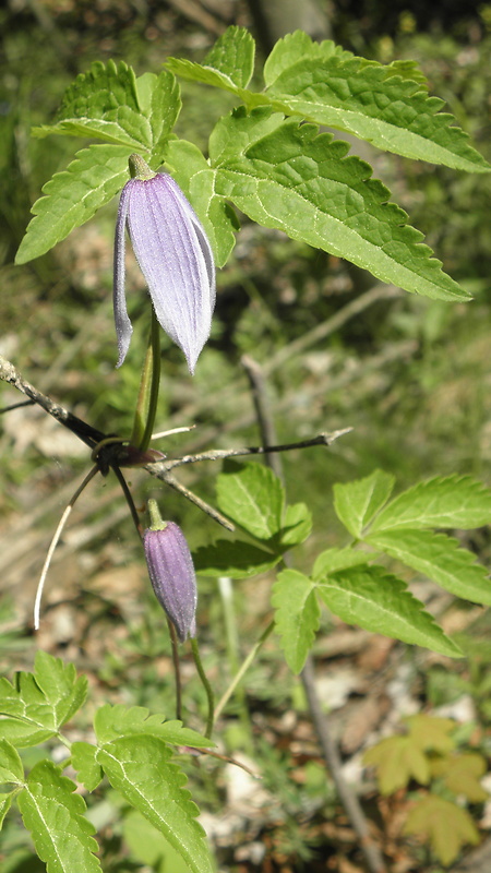 plamienok alpínsky Clematis alpina (L.) Mill.