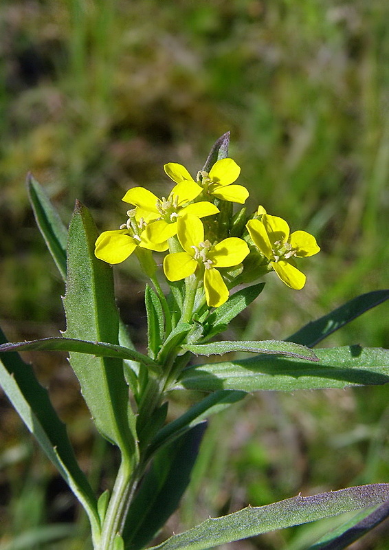 horčičník voňavý Erysimum odoratum P. Gaertn., B. Mey. et Scherb.