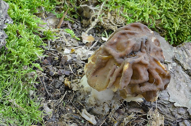 ušiak Gyromitra sp.